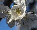 Orchard Blossom 61